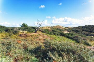 Zandvoort, Netherlands, Landscape with Plants