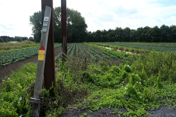 Walking Trail in the countryside - Parc Regional des caps et marais d'opales - Buysscheure - Nord -...