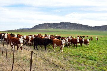 Pastoreo de vacas Hereford y Aberdeen Angus.