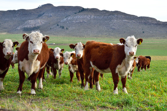 Vacas curiosas en la sierra.