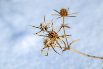 Dry prickly plant covered with snow in nature