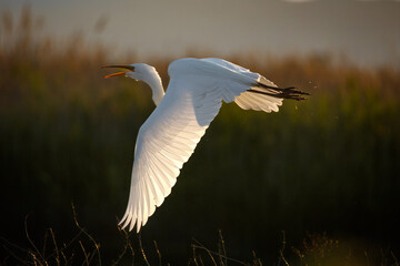 Great Egret in flight