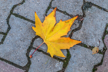 Autumn leaf on the sidewalk in the park