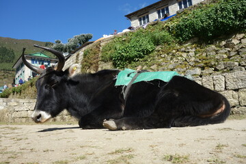 Everest Three Passes