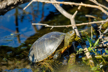 A european pond turtle in the swamps of the danube delta