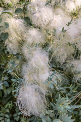 fluff on a plant in nature