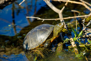 A european pond turtle in the swamps of the danube delta
