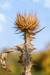 Close-up of a dry plant with thorns and natural background. Dry thistle.