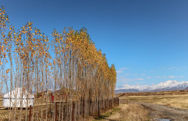 Young poplar trees in autumn in nature