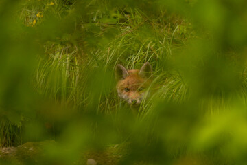 Fox cub