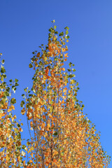 Fototapeta na wymiar Young poplar trees in autumn in nature