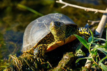 A european pond turtle in the swamps of the danube delta