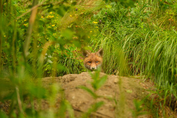 Fox cub