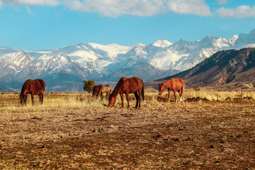 Beautiful horses graze in autumn in a mountainous area against the backdrop of snow-capped...