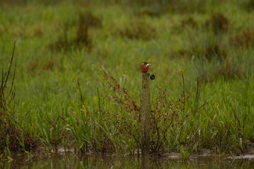 Kingfisher, Eisvogel