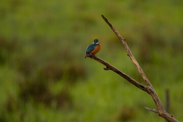 Kingfisher, Eisvogel