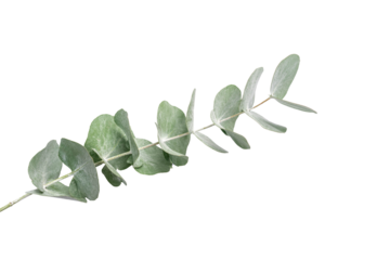 Wreath frame made of branches eucalyptus and leaves isolated on white background.