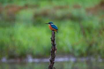 Kingfisher, Eisvogel