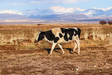 A cow wanders through a mowed field in autumn against the backdrop of snow-capped mountains