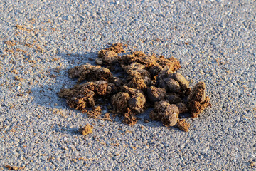 Horse manure excrement on the road