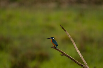 Kingfisher, Eisvogel