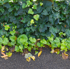 Green and darker wet ivy bordering asphalt, horizontal seamless tile      
