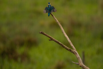 Kingfisher, Eisvogel