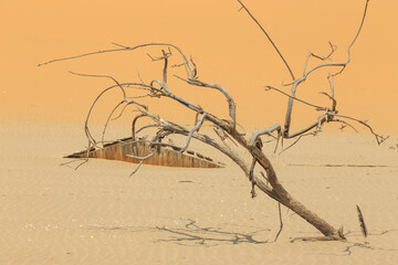 Dry tree in the desert off the coast of the Atlantic Ocean, Walvis Bay. Swakopmund, Namibia.