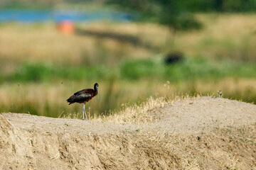 Obraz na płótnie Canvas A black Ibis in the swamps of the Danube Delta