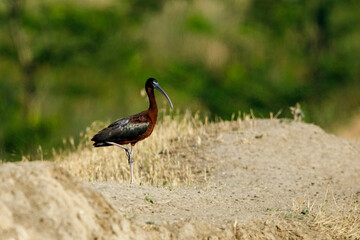 A black Ibis in the swamps of the Danube Delta
