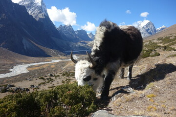 Everest Three Passes