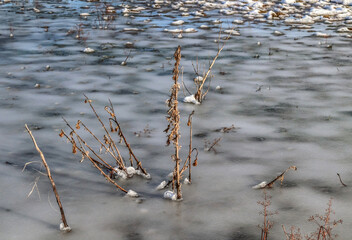 Dry plant on a frozen swamp