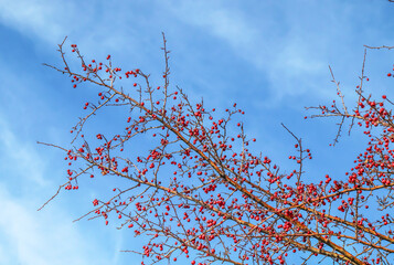 Red fruit of Crataegus monogyna, known as hawthorn or single-seeded hawthorn ( may, mayblossom, maythorn, quickthorn, whitethorn, motherdie, haw ). Branch with Hawthorn berries in garden.