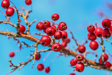 Fototapeta na wymiar Red fruit of Crataegus monogyna, known as hawthorn or single-seeded hawthorn ( may, mayblossom, maythorn, quickthorn, whitethorn, motherdie, haw ). Branch with Hawthorn berries in garden.