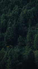 Fototapeta na wymiar bosque de pinos