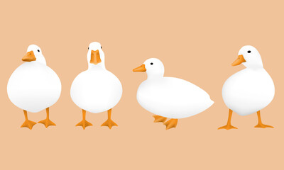 white ducks with various pose