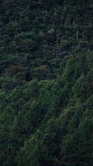 Fototapeta na wymiar bosque verde
