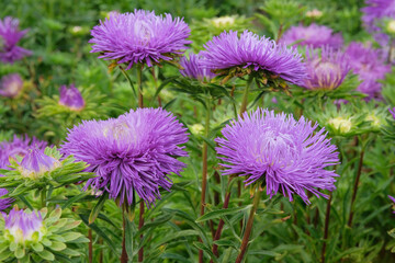 Asters in gardening garden. Lilac blooming flowers in garden. Natural blooming background.
