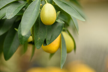 Frutos de limequat en un árbol sobre fondo desenfocado.