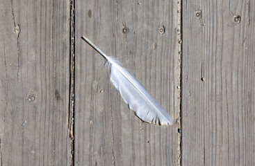 Feather of a bird on a worn wood footpath