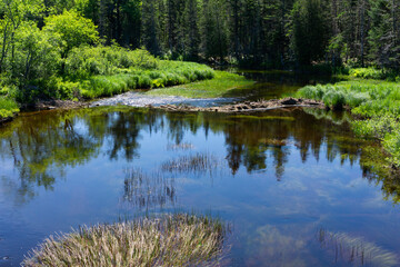 Dam being built by beavers in rural Maine in the summertime.