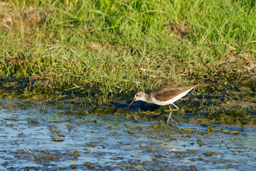 A greenshank in the wetlands of the danube delta