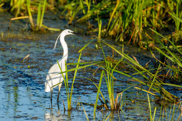 A little Egret is fishing in the Danube Delta	
