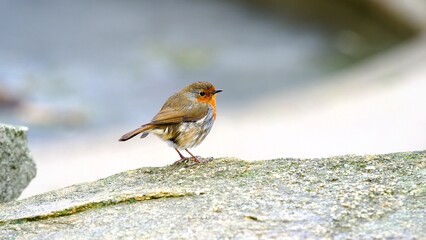Robin perched on a Rock