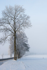 Fototapeta na wymiar Tree in winter, winter landscape, snow-covered trees stand by the road, white snow all around