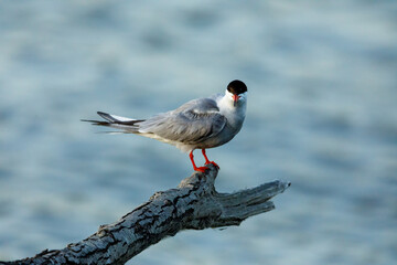 A common tern in the danube delta of romania	