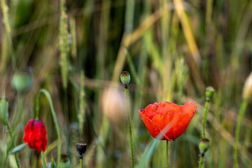 Mohnblume im Feld