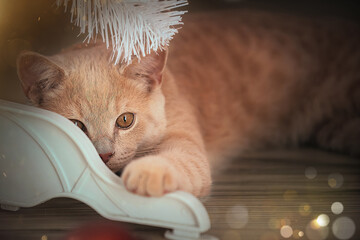 A beautiful domestic red cat plays with Christmas toys near an artificial Christmas tree. Happy New...
