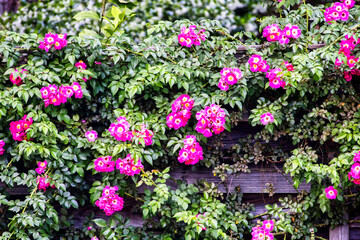 American pillar Rose