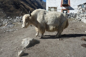 Everest Three Passes